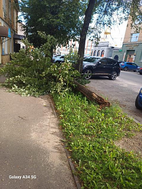 Ивановка успела отойти от падающего дерева